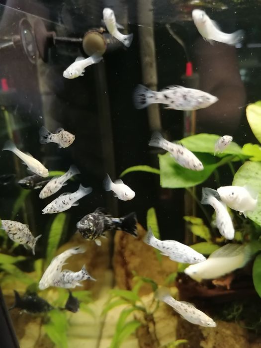 Molinezja nakrapiana Dalmatyńczyk.