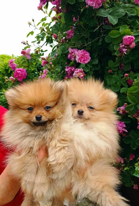 Померанський щпіц хлопчики