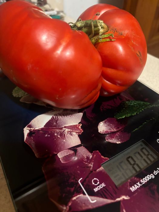 Nasiona pomidora Aussie