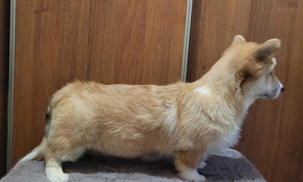 Вельш коргi  3 мiсяцi дiвчинка з довгим хвостиком .КСУ.