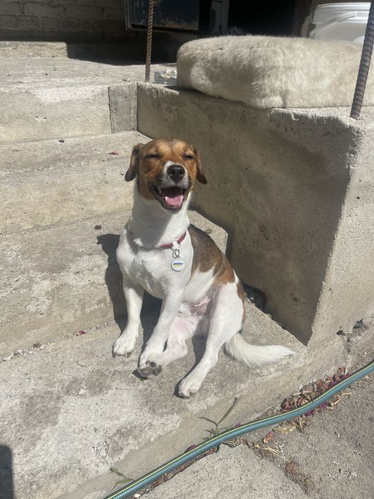 Джек Рассел для вʼязки