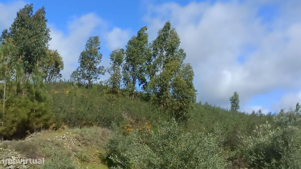 Terreno Rústico - Covão Velho - Proença a Nova