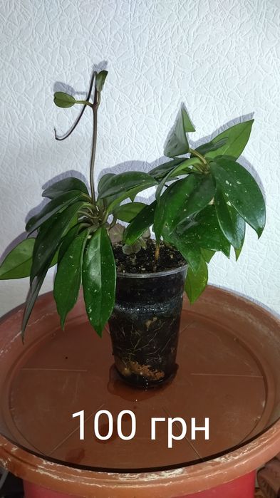 Хоя в пластиковом стаканчике