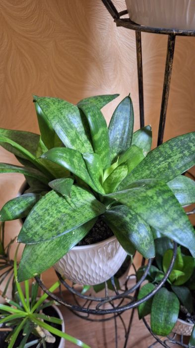 Сансев'єрія, Драцена,