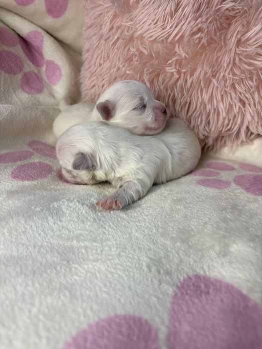 Maltanczyk piesek z odbiorem w czerwcu