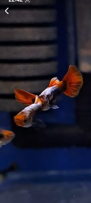 Gupiki koi tuxedo 3 samiczki i 7 samcy okazja