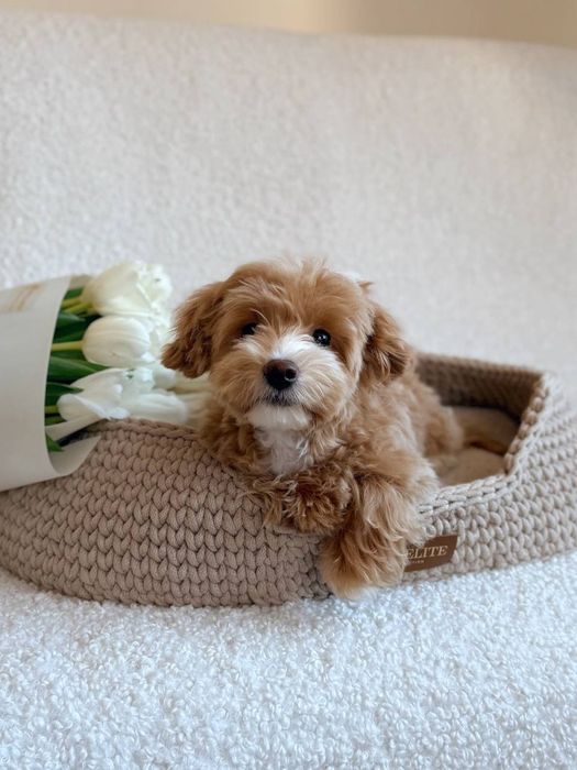 Мальтипу ф1 мальчик мальтіпу ф1 хлопчик