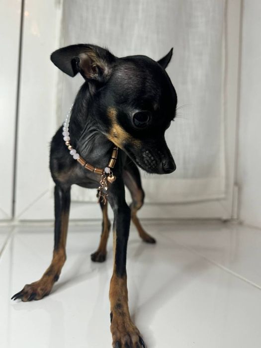 Мини той-терьер тип "Олененок" подросший в возрасте 5 месяцев