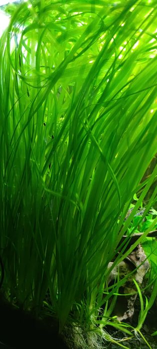 Vallisneria - Nurzaniec