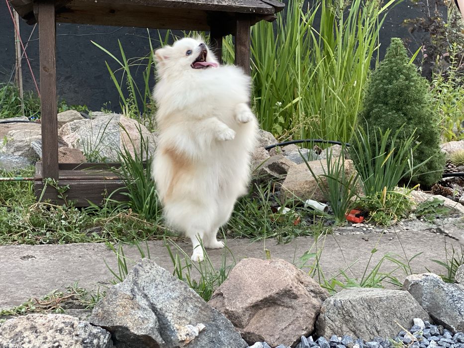 Померанський шпіц