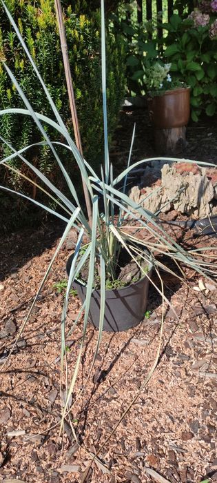 Trawy ozdobne wydmuchrzyca piaskowa ,rozplenica japońska