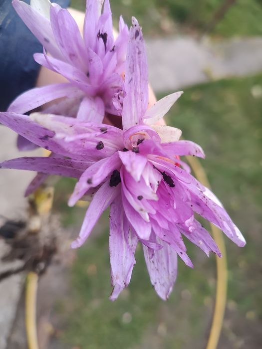 Рослини з мого саду недорого