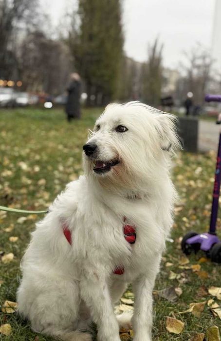 Білочка, 3 роки: симпатична біла собачка шукає дім! собака цуценя