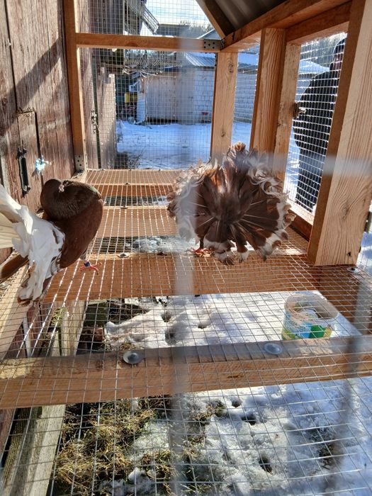 Pawiki gołębie ozdobne