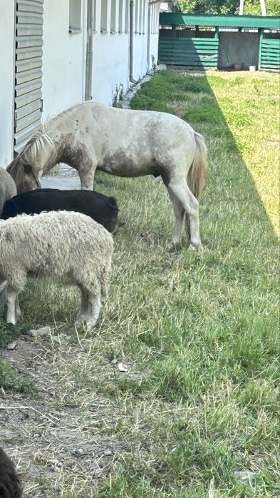 Кінь Поні ! Коник