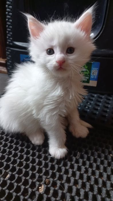Kocurek Maine Coon WCF