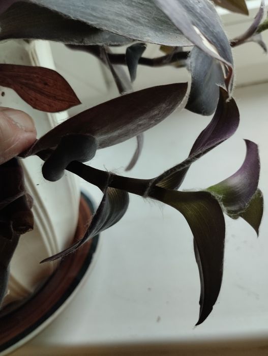 Традесканция Pale Puma