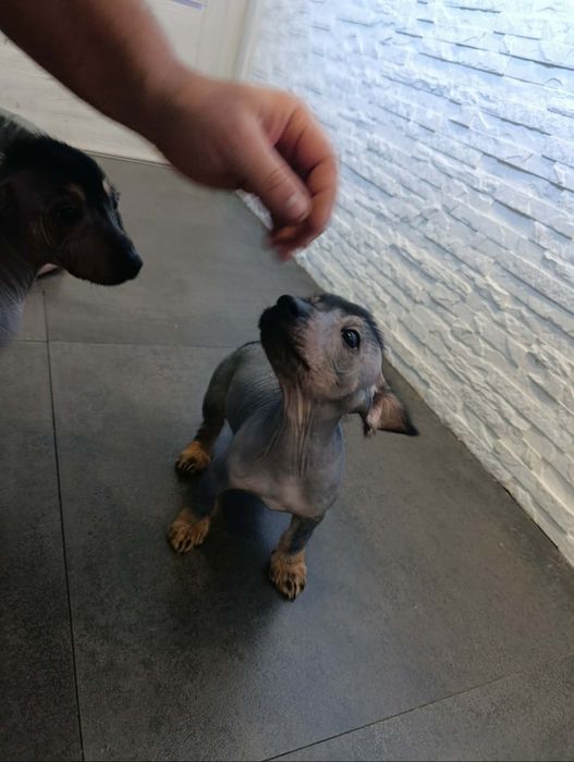 Nagi pies peruwiański,  nie mexykański, grzywacz chiński