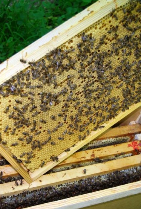 Бджолопакети, бджолосім'ї