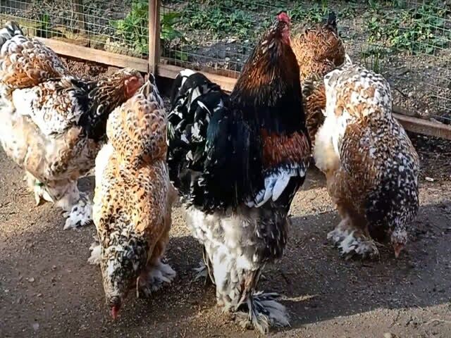 Інкубаційне яйце брама порцелянова, ізабелла