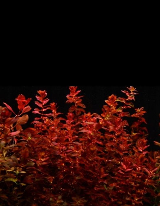 Rotala wspaniała macrandra