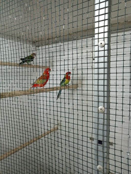 Roselas penantes para ceder