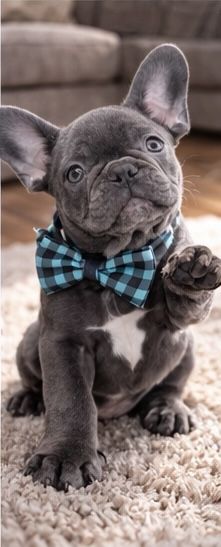 Голубые французики! 2,5 мес