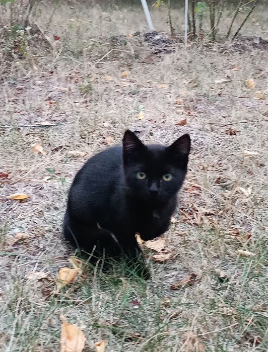 Кошеня в добрі руки