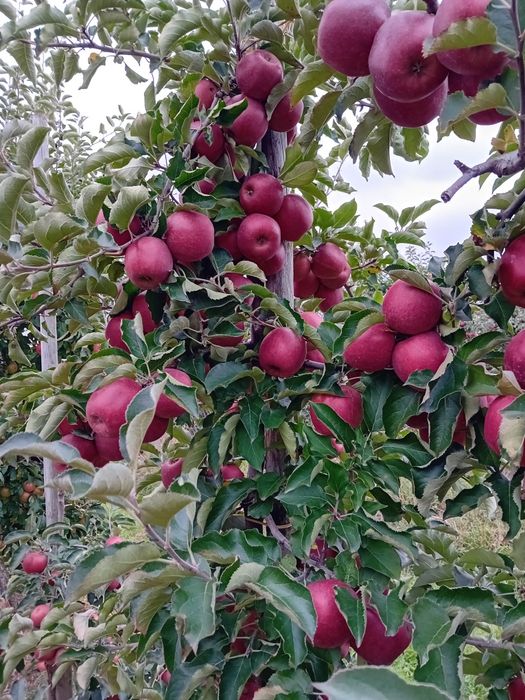 Sok jabłkowy tłoczony na zimno