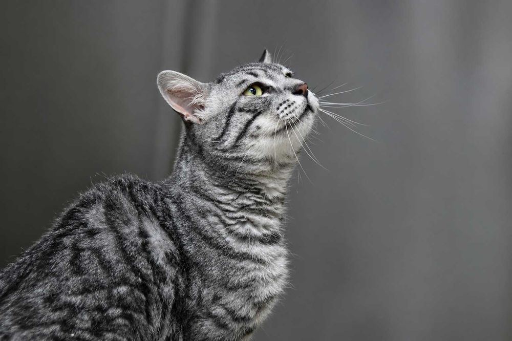 gatos para adoção