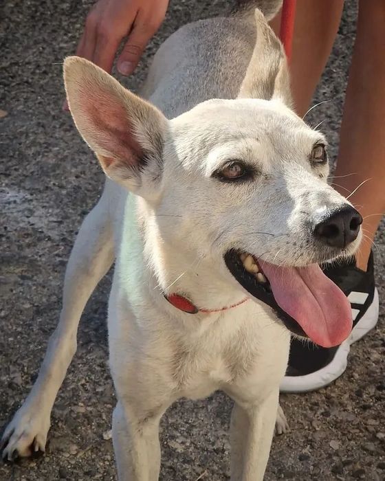 Adoção de cães -Focinhos & Bigodes Associação SFL.s