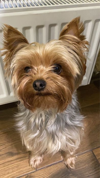 Вʼязка Йоркшерський терєр