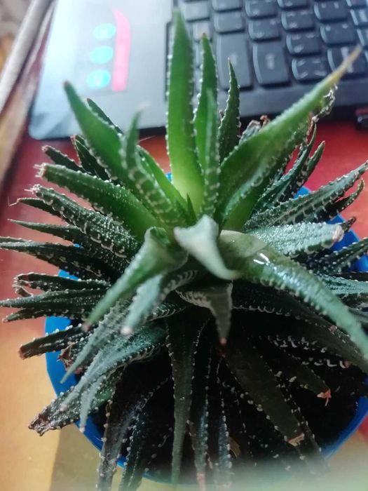 Хавортія Біг Бенд (Haworthia Big Band)