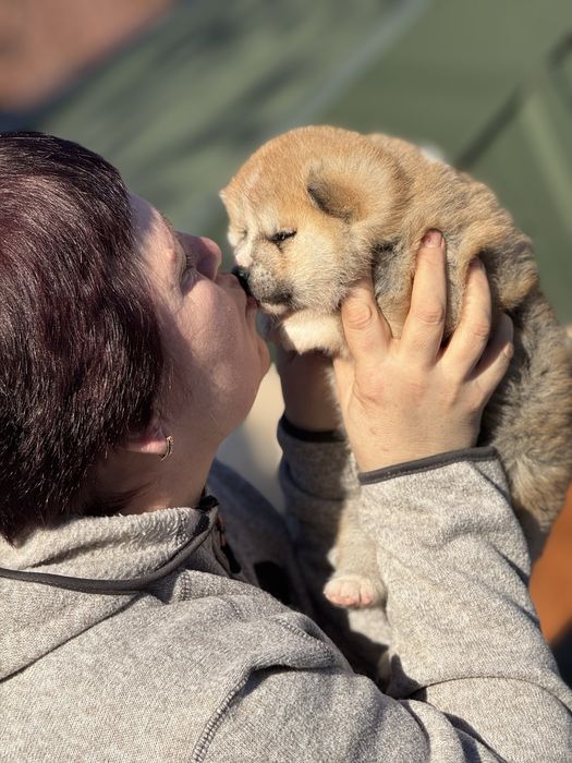 Акіта іну - цуценята з міжнародної годівлі Mendelred kennel FCI