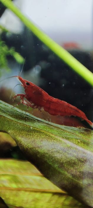 Neo Caridinas vermelhos / azuis e amarelos