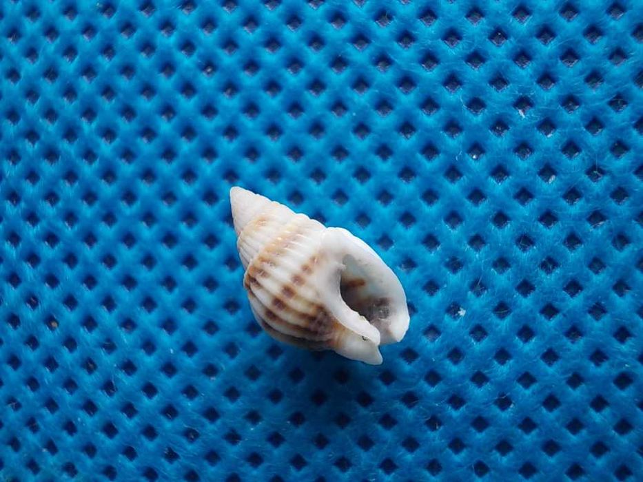 Muszle morskie- Nassarius sinusigerus