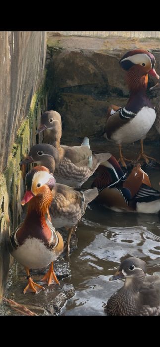 Patos mandarins 2025