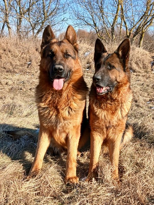 Німецька вівчарка цуценята