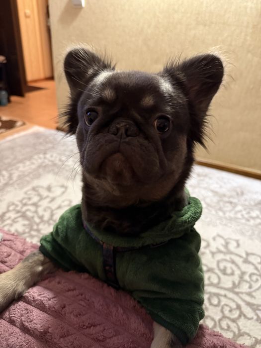 Французький бульдог