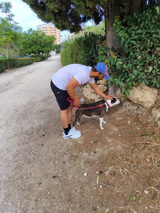 Passear cães / Dog walker