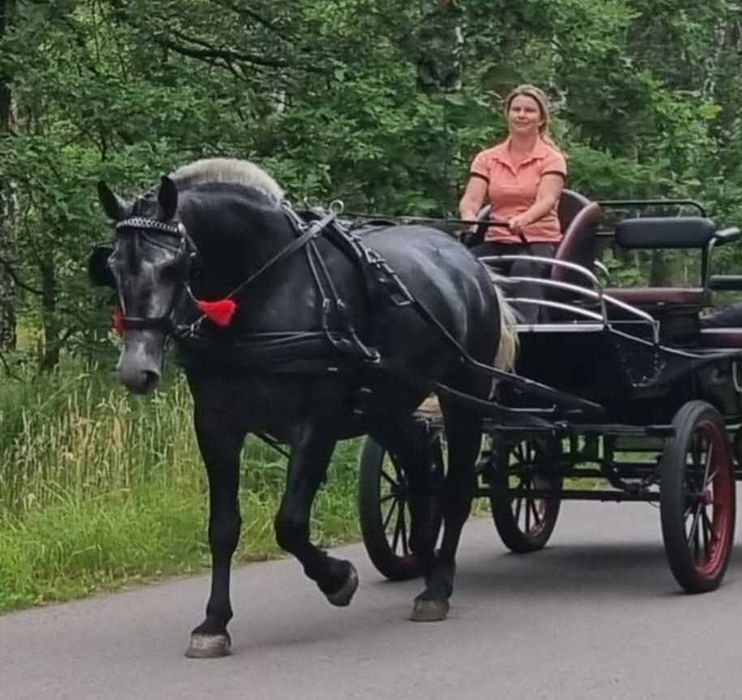 Klacz śląska siwa doplatowa zrebna