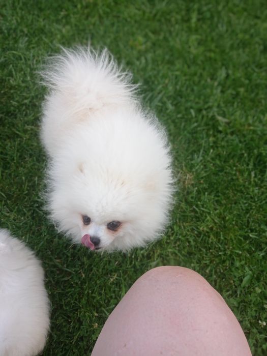 Пропонується В'язка  хлопчик з документами КСУ