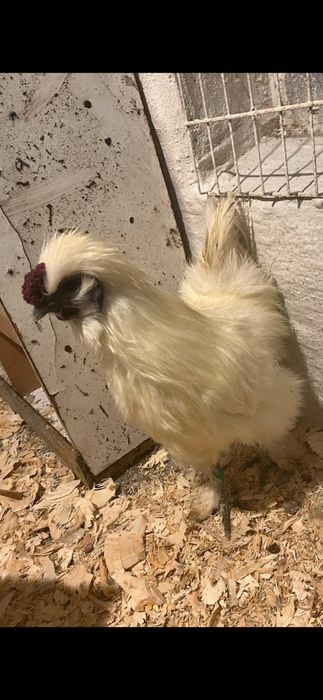 Biały   kogucik silei