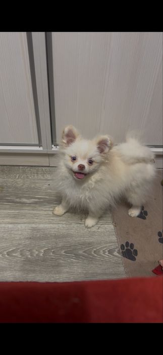 Два хлопчика від різних мамочек.