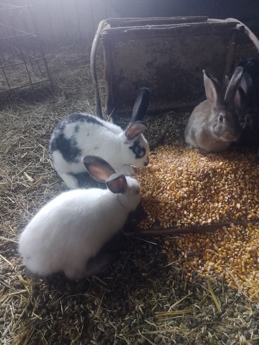 Продам кроликів молодняк