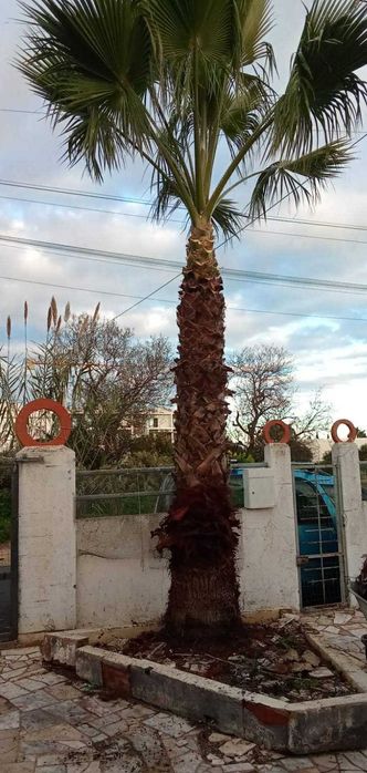 Palmeira grande Saudavel