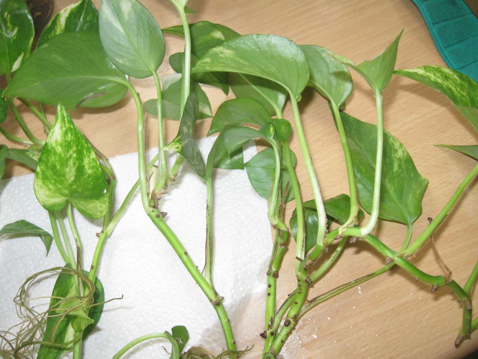 Kwiat Epipremnum Aureum.