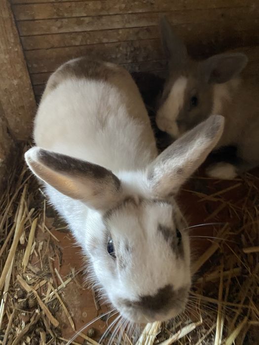 Coelhos anões  ainda não tem um ano