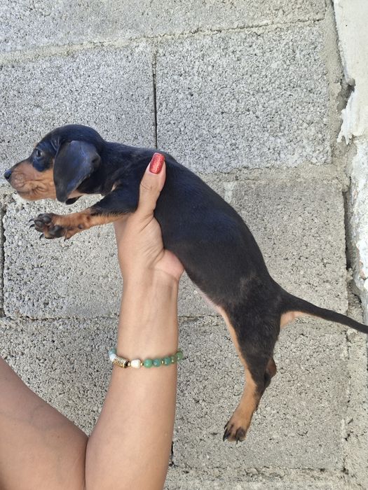 Teckel femea merle mini