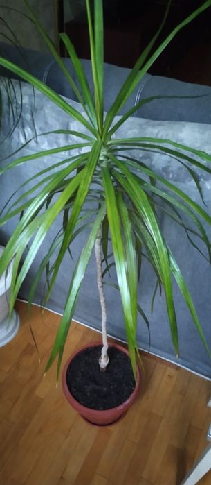 Драцена узколистная